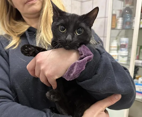 Znaleziono kota, Toruń, 7 grudnia 2025