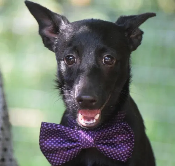 Znaleziono psa, Toruń, 3 grudnia 2025