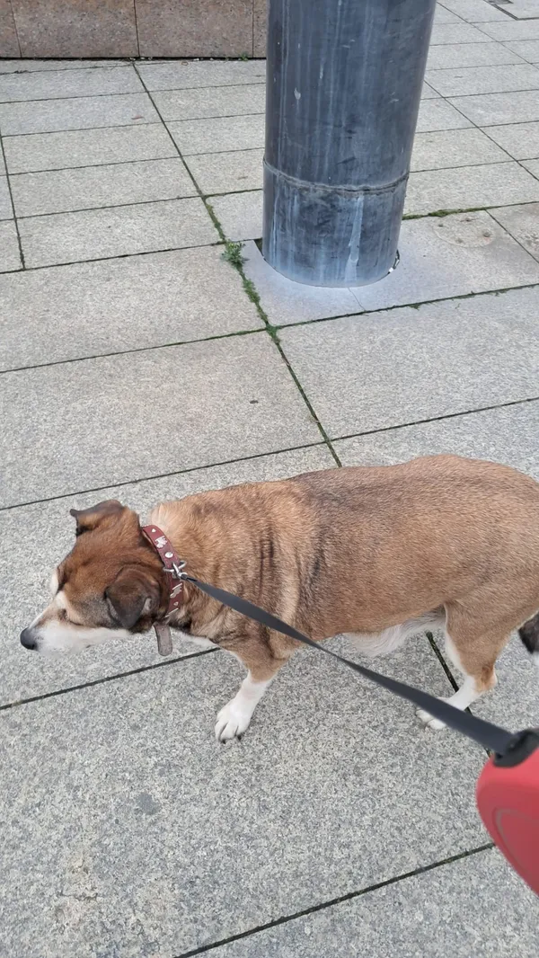 Znaleziono psa, Łódź, 12 grudnia 2025