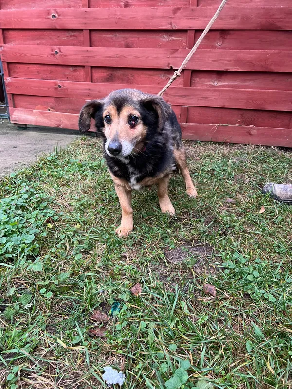 Znaleziono psa, Czartki, 12 grudnia 2025