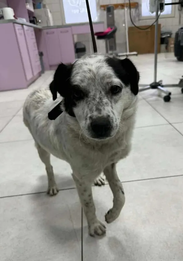 Znaleziono psa, Czartki, 12 grudnia 2025