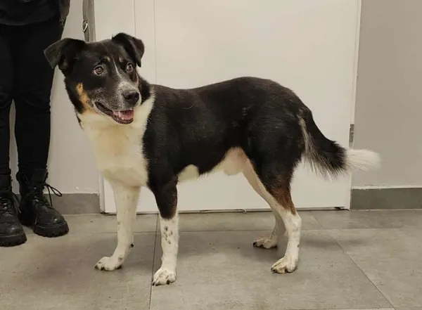 Znaleziono psa, Toruń, 11 grudnia 2025