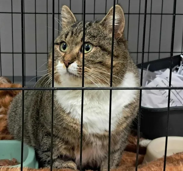 Znaleziono kota, Toruń, 7 grudnia 2025