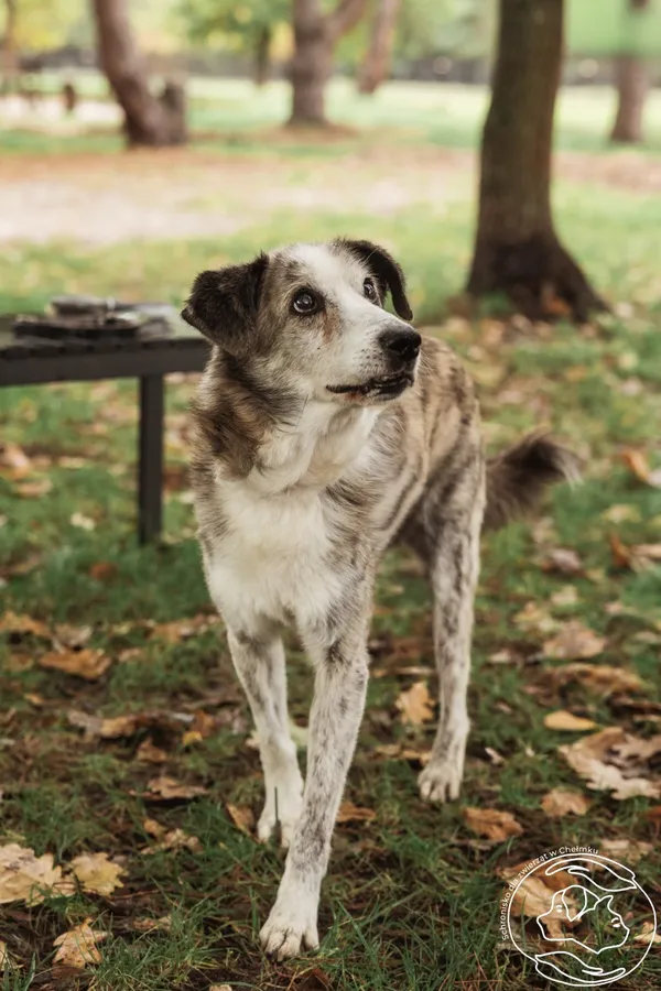 Pies do adopcji, Chełmek, 25 czerwca 2024