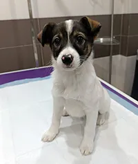 Znaleziono psa, Siedlce, 12 grudnia 2025