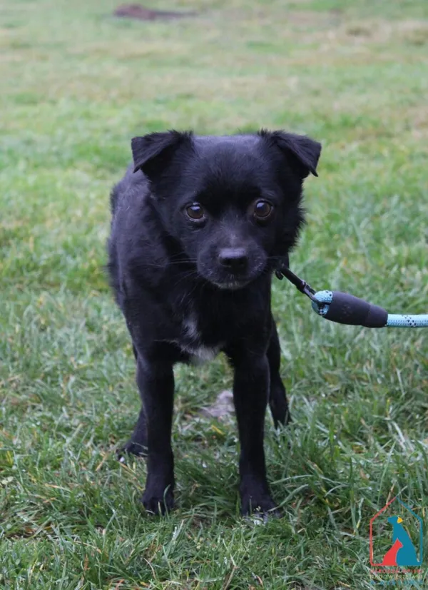 Pies do adopcji, Grudziądz, 14 listopada 2025