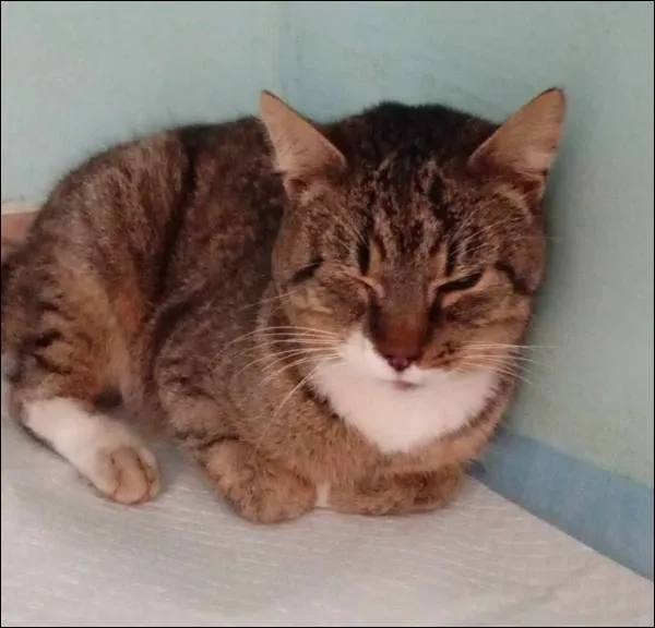 Znaleziono kota, Grudziądz, 12 grudnia 2025