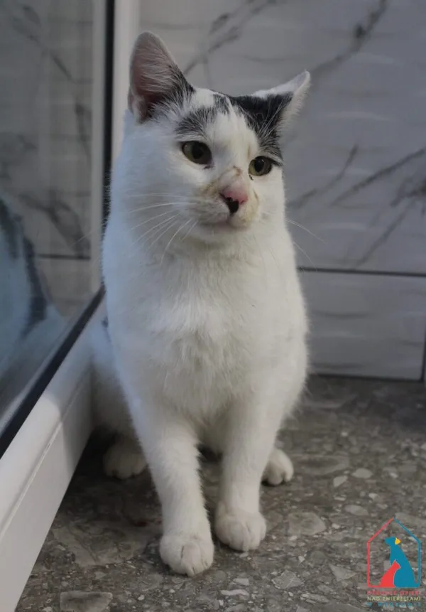 Kot do adopcji, Grudziądz, 14 listopada 2025