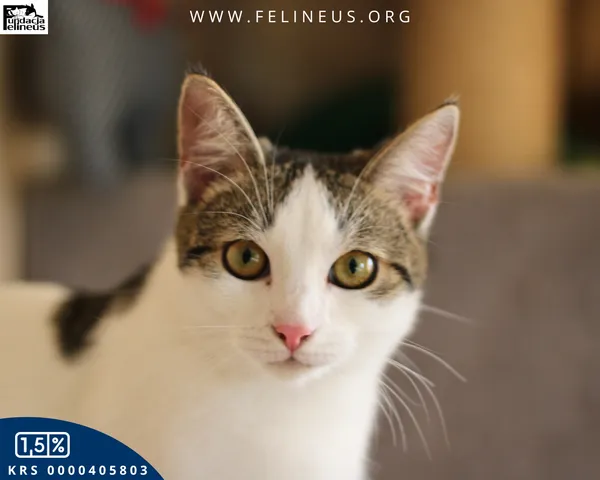 Kot do adopcji, Rzeszów, 13 grudnia 2025 (1/5)