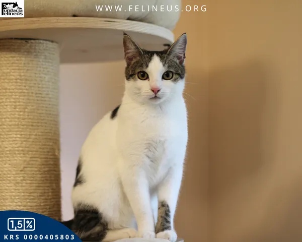 Kot do adopcji, Rzeszów, 13 grudnia 2025 (2/5)