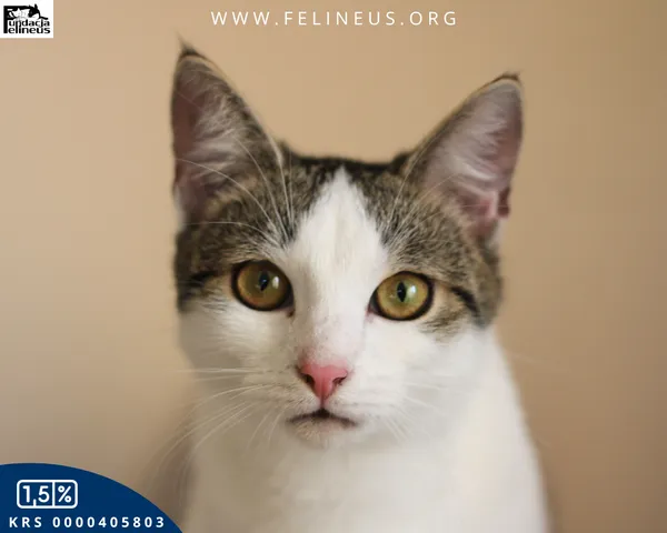 Kot do adopcji, Rzeszów, 13 grudnia 2025 (3/5)