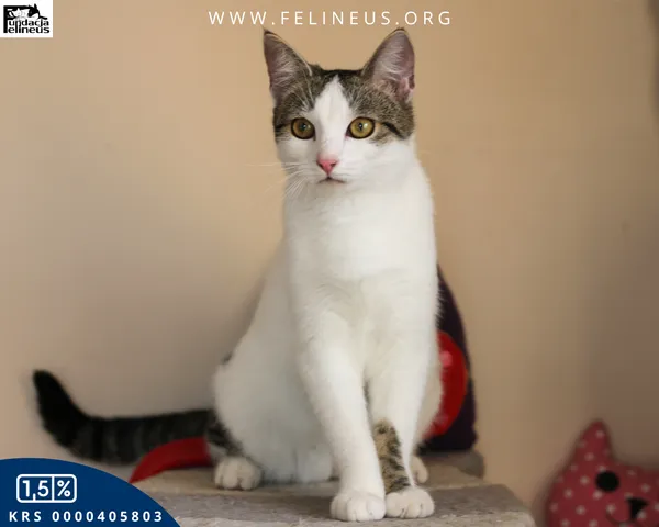 Kot do adopcji, Rzeszów, 13 grudnia 2025 (4/5)