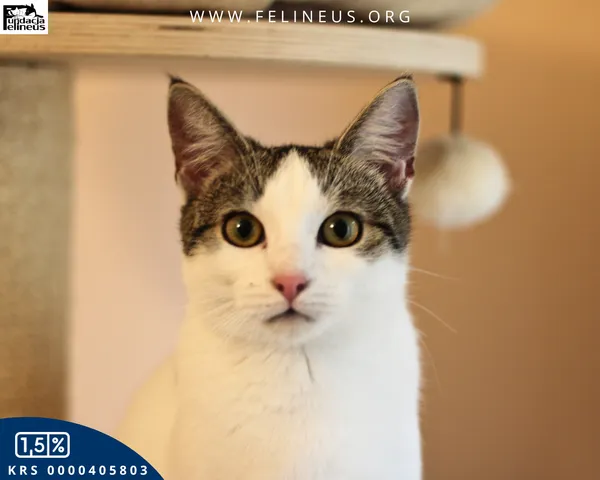 Kot do adopcji, Rzeszów, 13 grudnia 2025 (5/5)