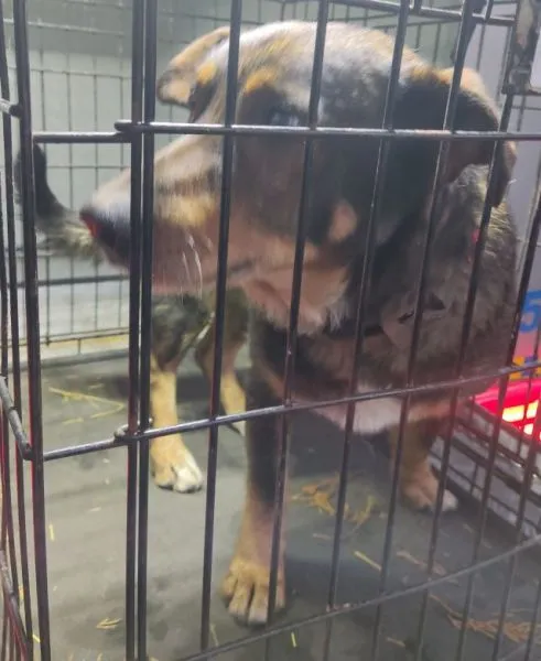 Znaleziono psa, Radom, 13 grudnia 2025