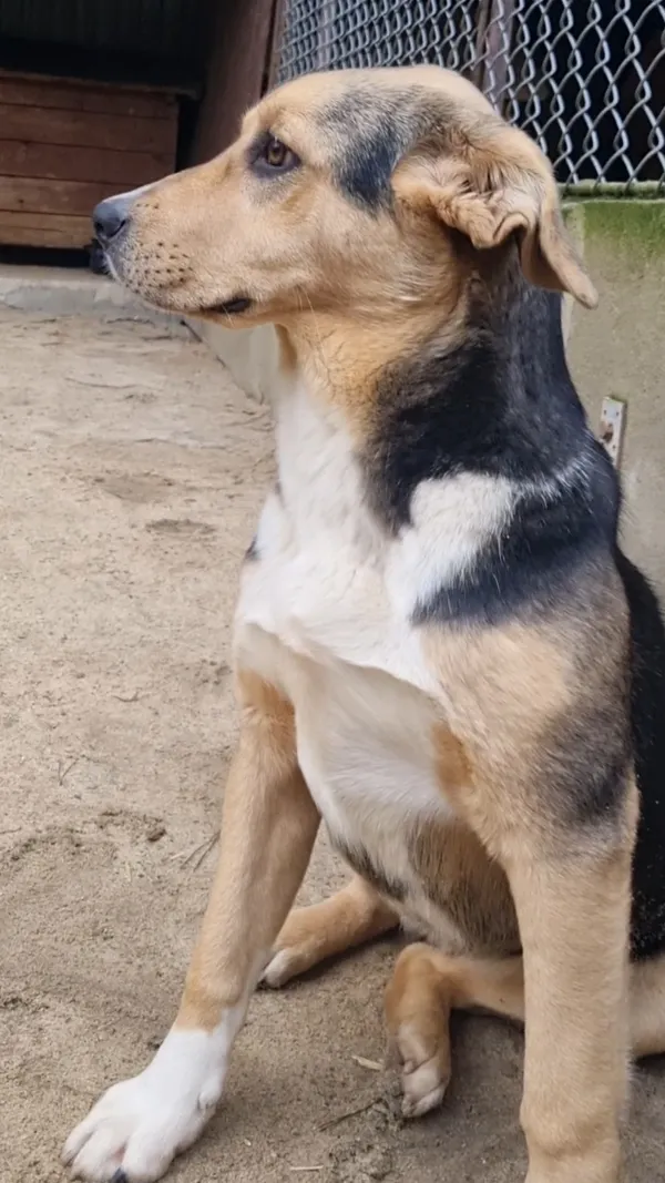 Pies do adopcji, Milanówek, 26 grudnia 2025 (1/5)