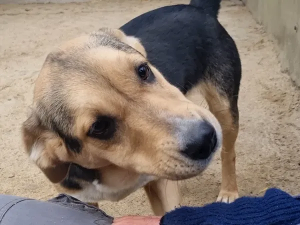 Pies do adopcji, Milanówek, 26 grudnia 2025 (2/5)