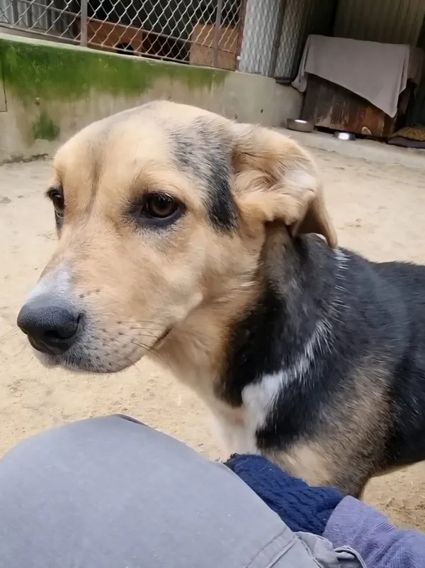 Pies do adopcji, Milanówek, 26 grudnia 2025 (3/5)