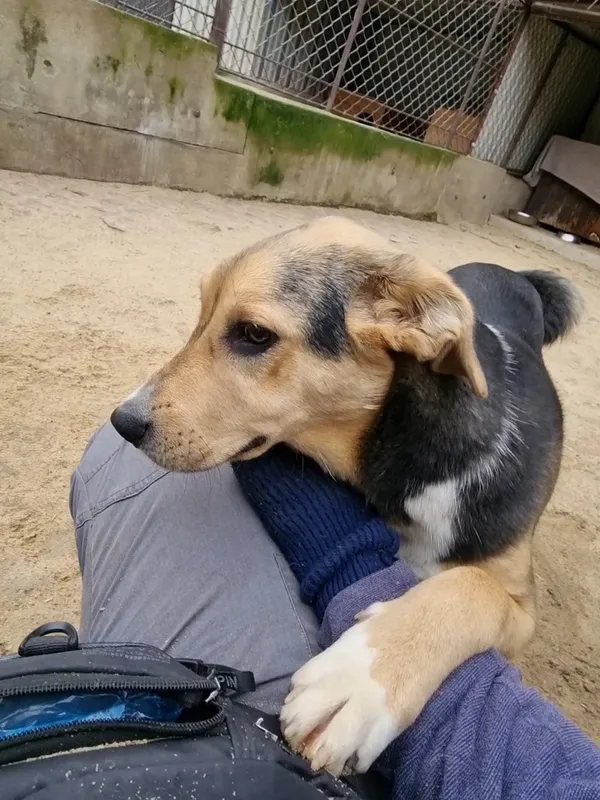 Pies do adopcji, Milanówek, 26 grudnia 2025 (4/5)