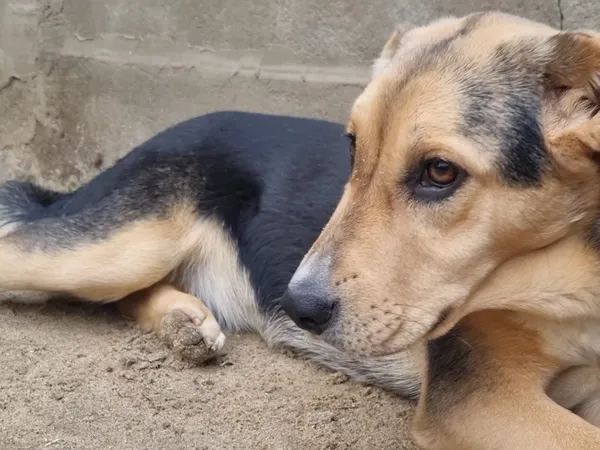 Pies do adopcji, Milanówek, 4 stycznia 2026 (1/5)