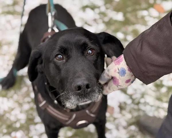 Pies do adopcji, Kraków, 29 listopada 2025 (2/3)