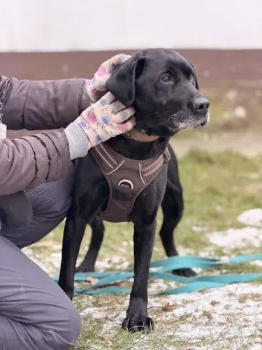 Pies do adopcji, Kraków, 29 listopada 2025 (3/3)