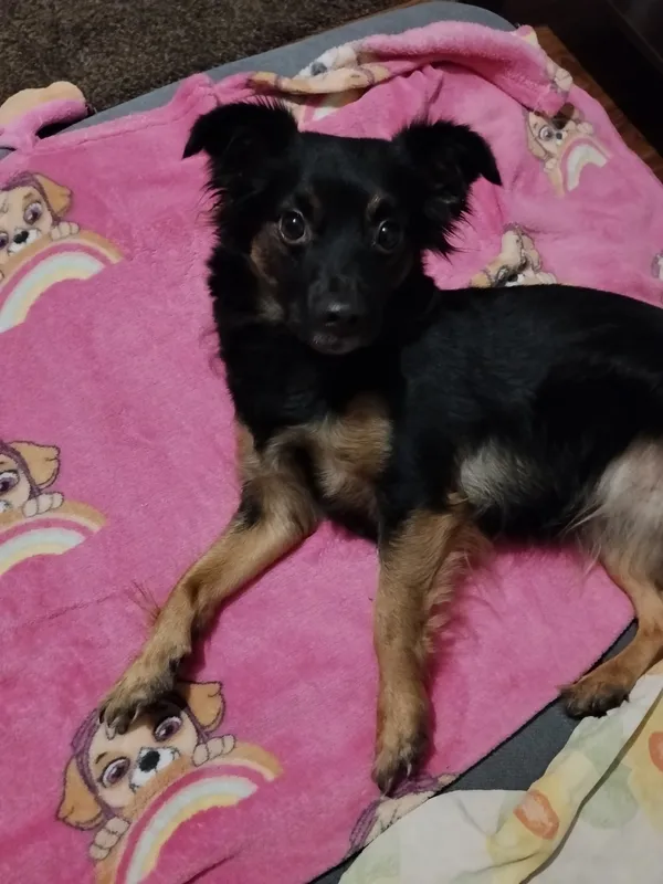 Zaginął pies, Łódź, 13 grudnia 2025