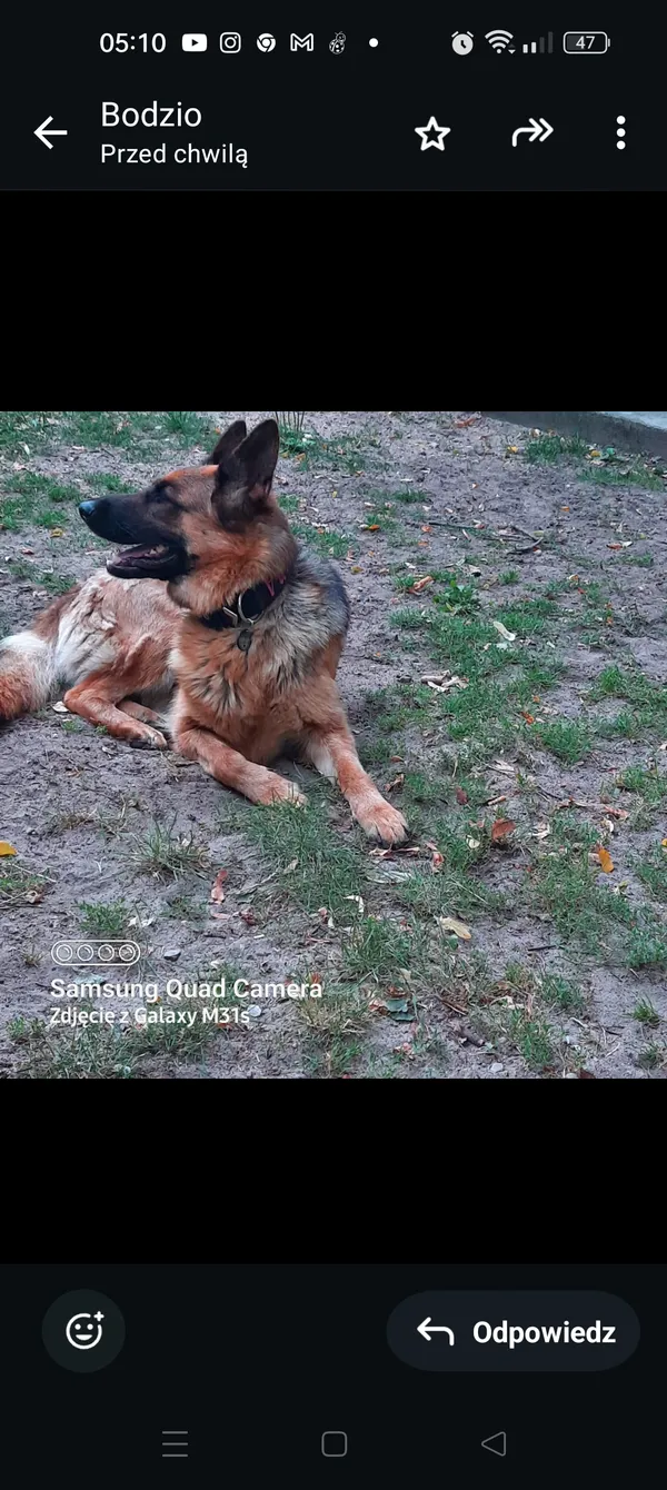 Zaginął pies, Rzechta Drużbińska, 14 grudnia 2025 (2/3)