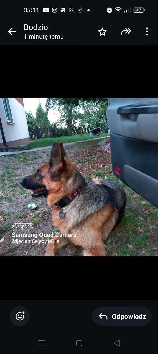 Zaginął pies, Rzechta Drużbińska, 14 grudnia 2025 (3/3)