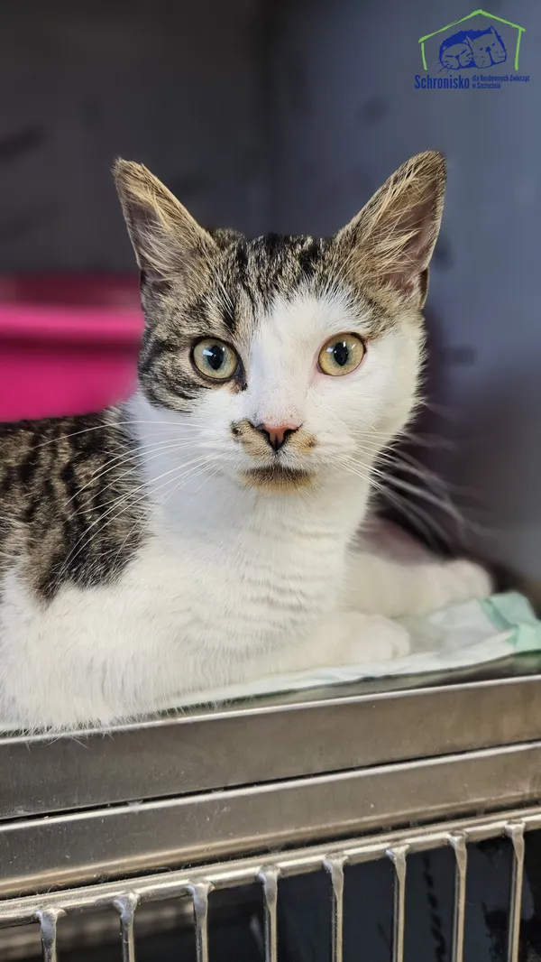 Znaleziono kota, Szczecin, 3 grudnia 2025