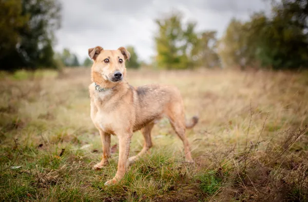 Oddam psa, Toruń, Jakubskie Przedmieście, 14 grudnia 2025 (1/5)