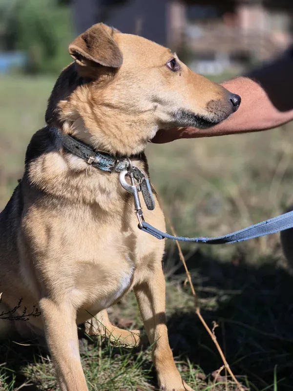 Oddam psa, Toruń, Jakubskie Przedmieście, 14 grudnia 2025 (2/5)