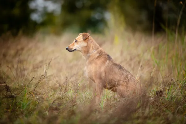 Oddam psa, Toruń, Jakubskie Przedmieście, 14 grudnia 2025 (3/5)