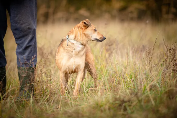 Oddam psa, Toruń, Jakubskie Przedmieście, 14 grudnia 2025 (4/5)