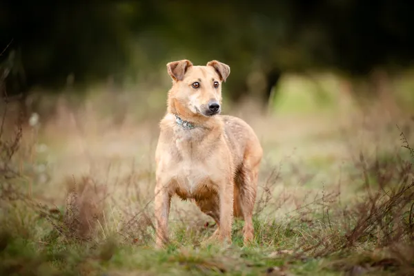 Oddam psa, Toruń, Jakubskie Przedmieście, 14 grudnia 2025 (5/5)