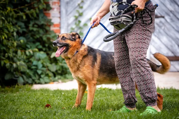 Oddam psa, Płock, 14 grudnia 2025 (2/5)