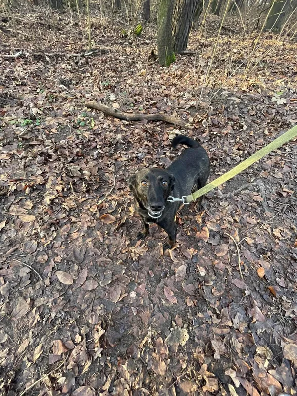 Pies do adopcji, Zgierz, 28 października 2025 (2/5)