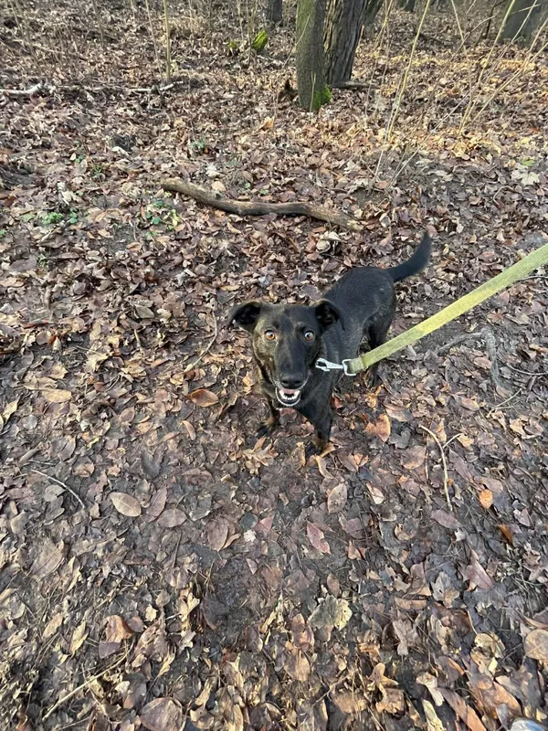 Pies do adopcji, Zgierz, 28 października 2025 (3/5)