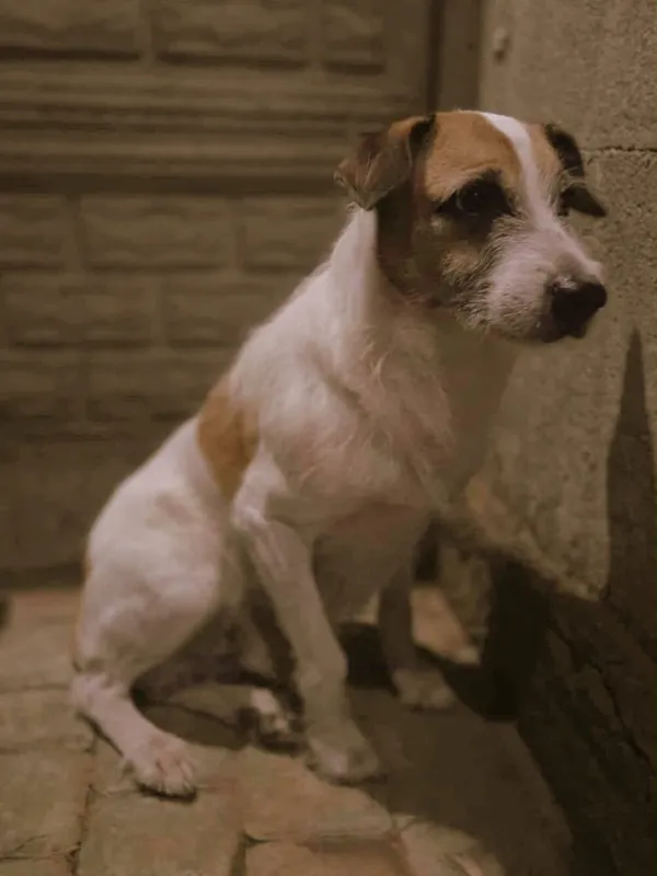 Pies do adopcji, Zgierz, 16 listopada 2025 (4/4)