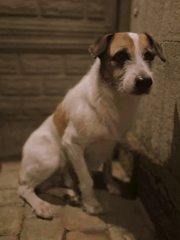 Pies do adopcji, Zgierz, 16 listopada 2025 (2/4)