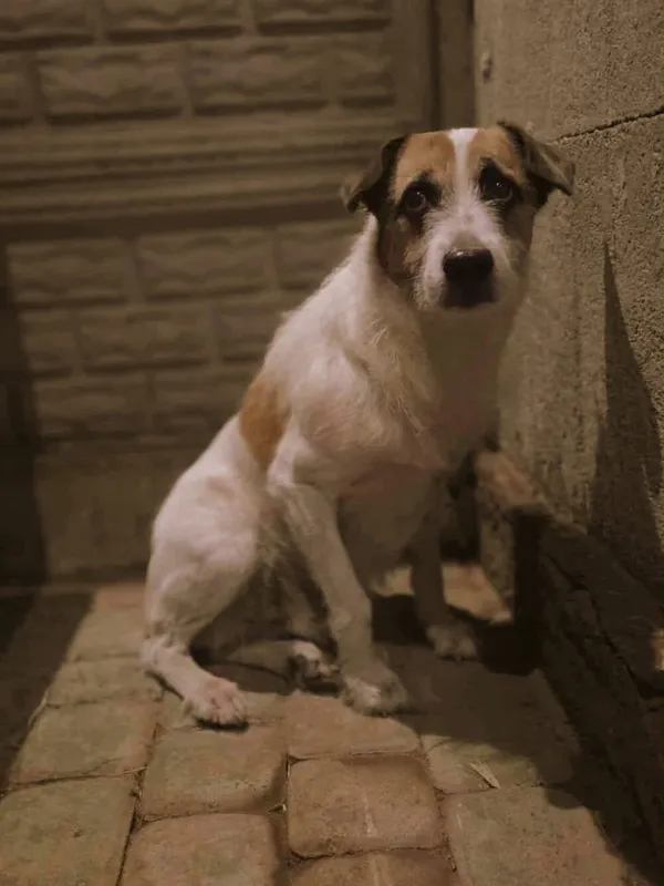 Pies do adopcji, Zgierz, 16 listopada 2025 (3/4)