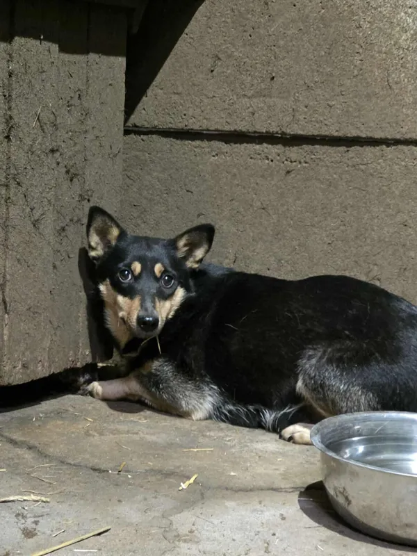 Pies do adopcji, Zgierz, 26 października 2025