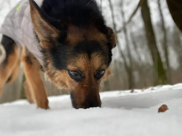 Pies do adopcji, Zgierz, 8 grudnia 2025 (2/5)