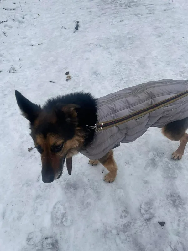 Pies do adopcji, Zgierz, 8 grudnia 2025 (3/5)