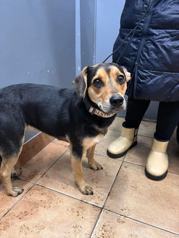 Znaleziono psa, Sosnowiec, 7 grudnia 2025