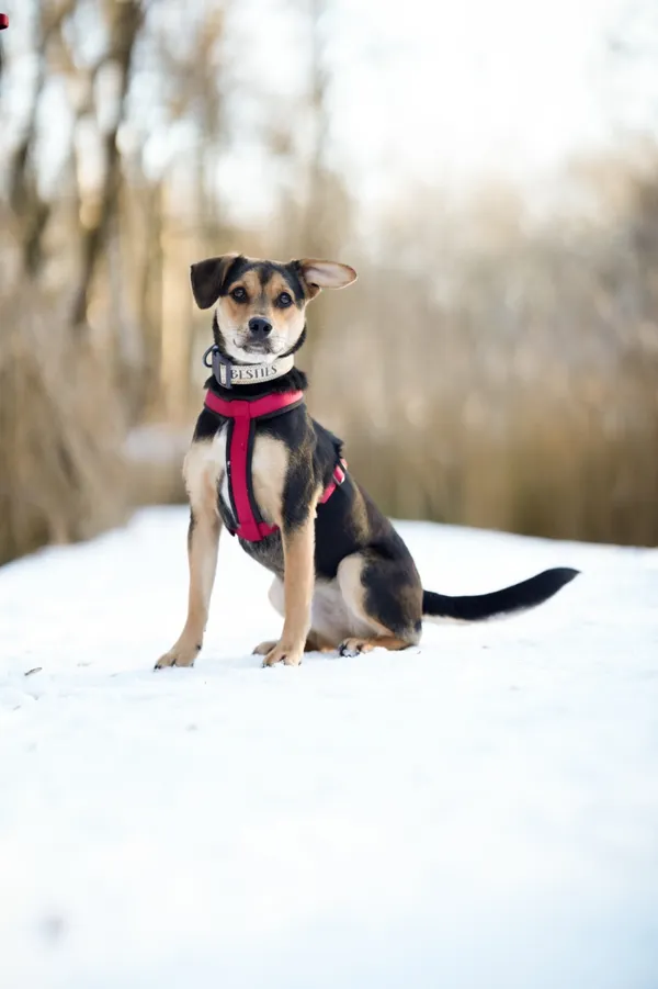 Znaleziono psa, Sosnowiec, 7 grudnia 2025 (3/5)