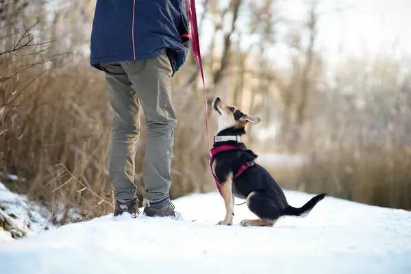 Znaleziono psa, Sosnowiec, 7 grudnia 2025 (5/5)