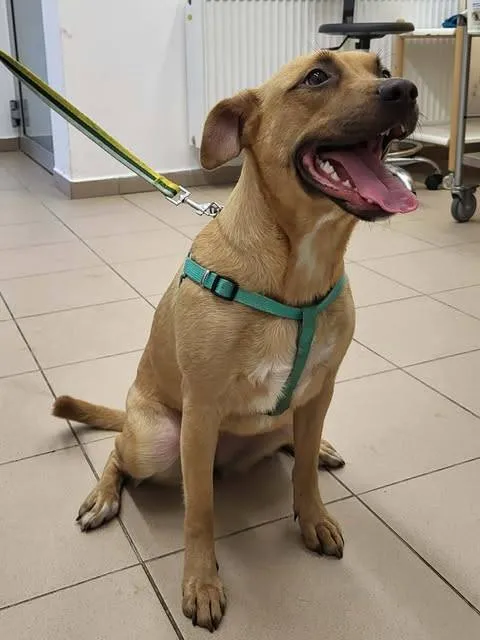 Znaleziono psa, Grudziądz, 14 grudnia 2025