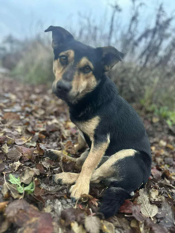 Pies do adopcji, Zgierz, 22 listopada 2025 (4/4)