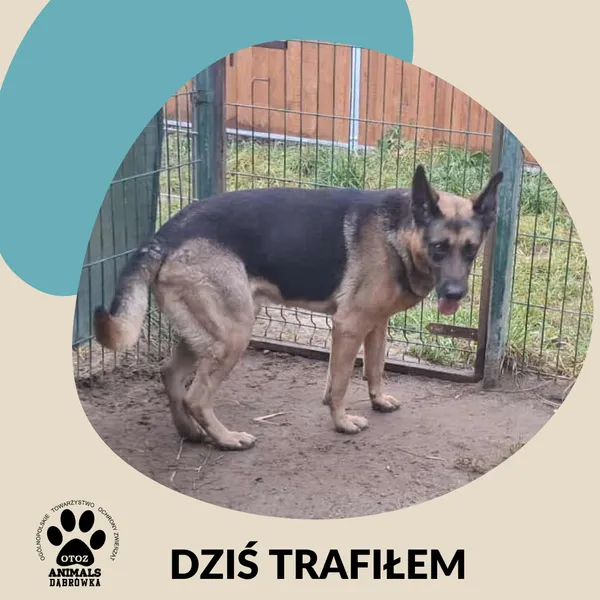 Znaleziono psa, Dąbrówka, 13 grudnia 2025