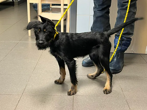 Znaleziono psa, Bydgoszcz, 12 grudnia 2025